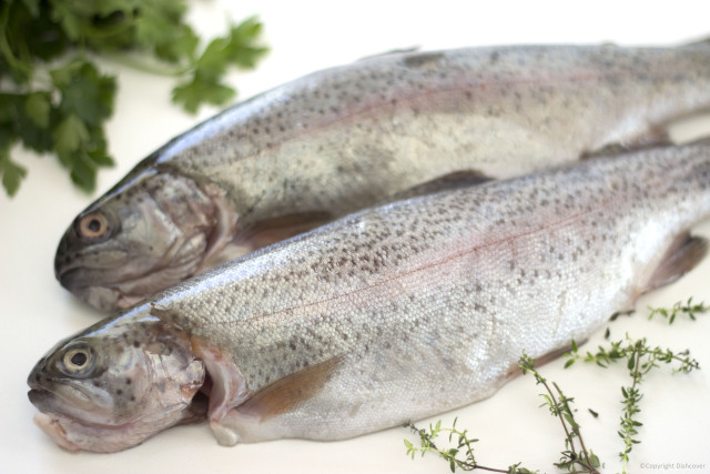 Forel