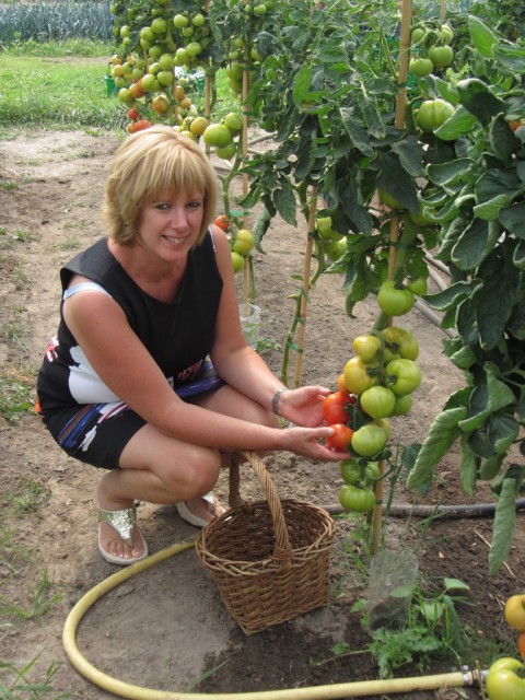 tomatenpluk