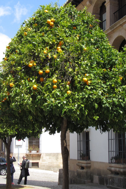 sinaasappelboom