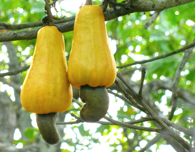 Cashew appel