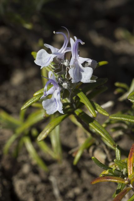 Bloemen rozemarijn