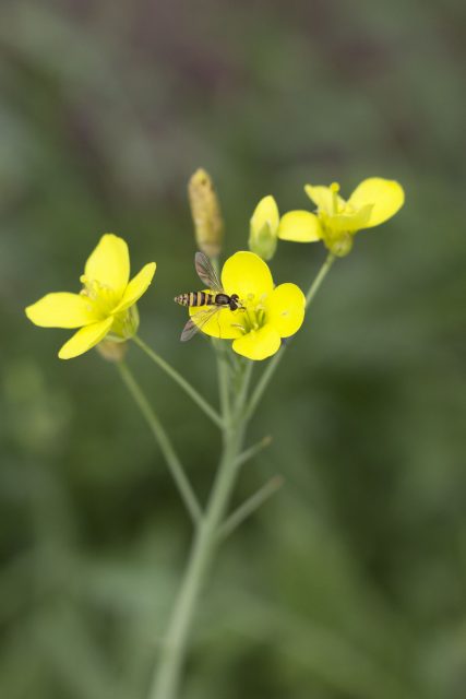 Bloemen rucola