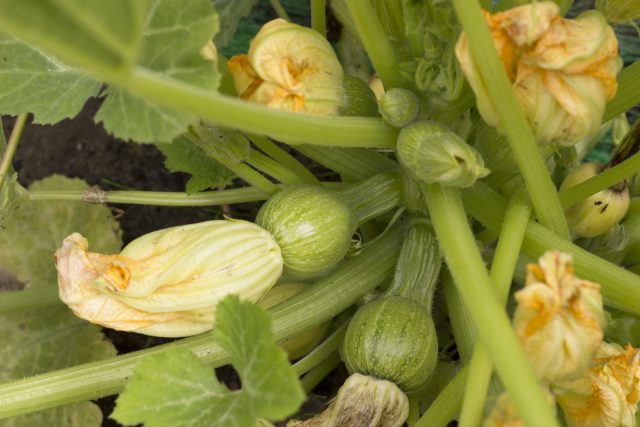 Courgetten