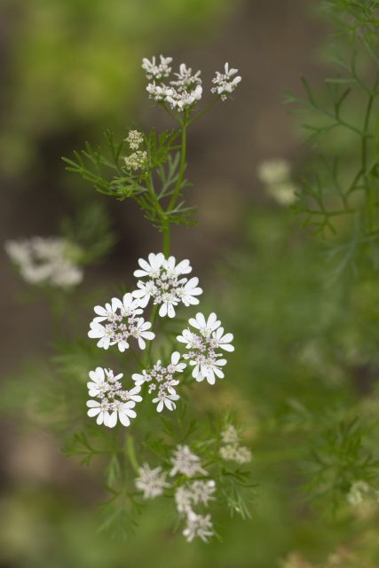 Koriander bloemen