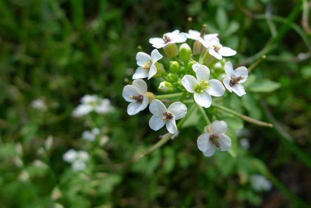 Waterkersbloemen