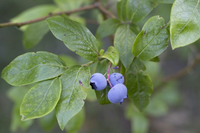 Blauwe bessen