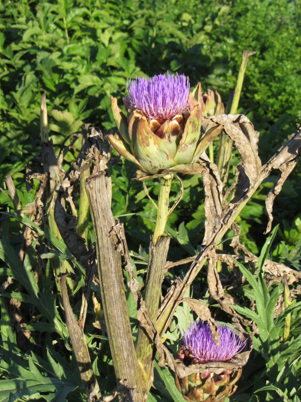 restaurant Hertog Jan in de kruidentuin artisjok distel