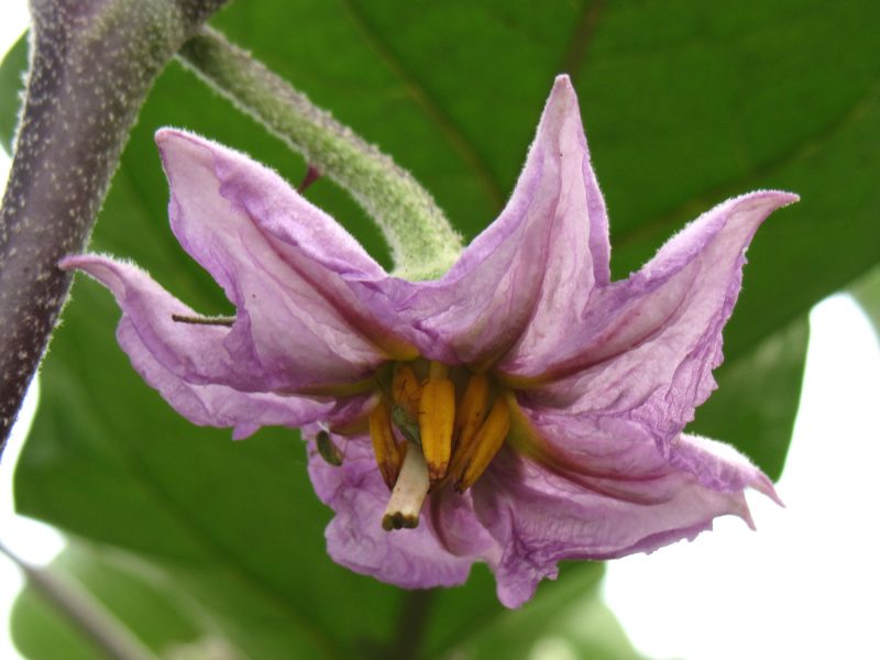Auberginebloem