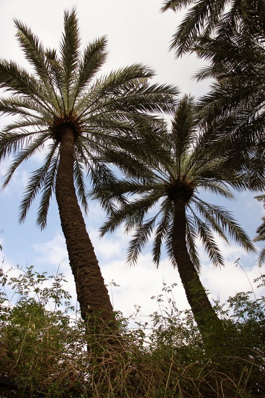 Palmboom Marrakech