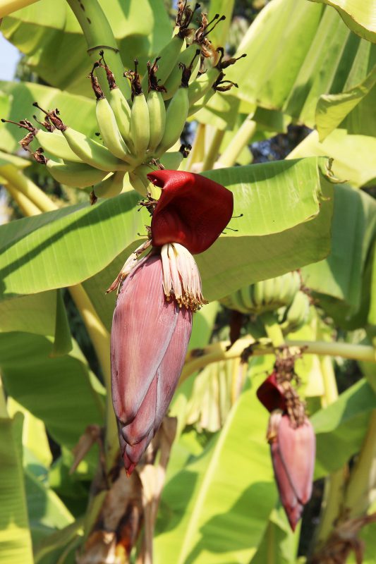 Bananenbloesem