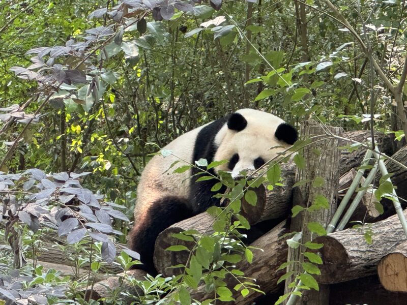 Panda - Chengdu